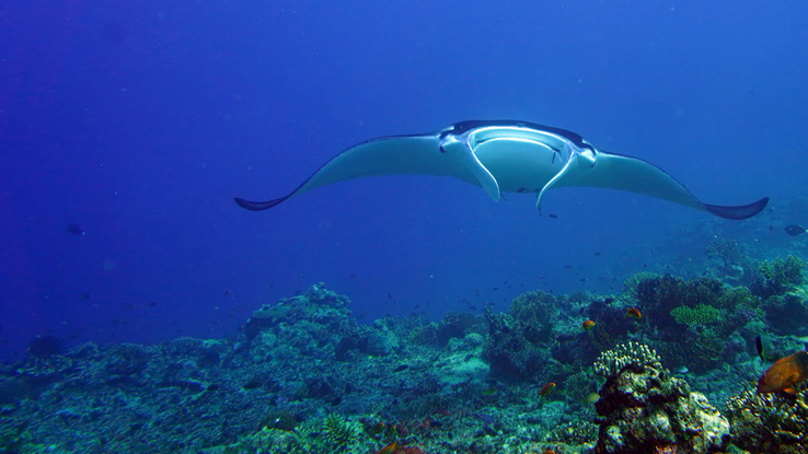 Von crash boom bang zum Rainbow Reef